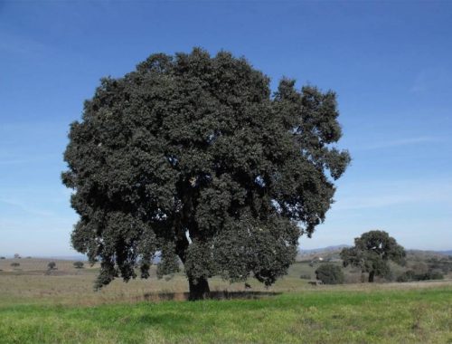 Quercus_suber_Tuscany